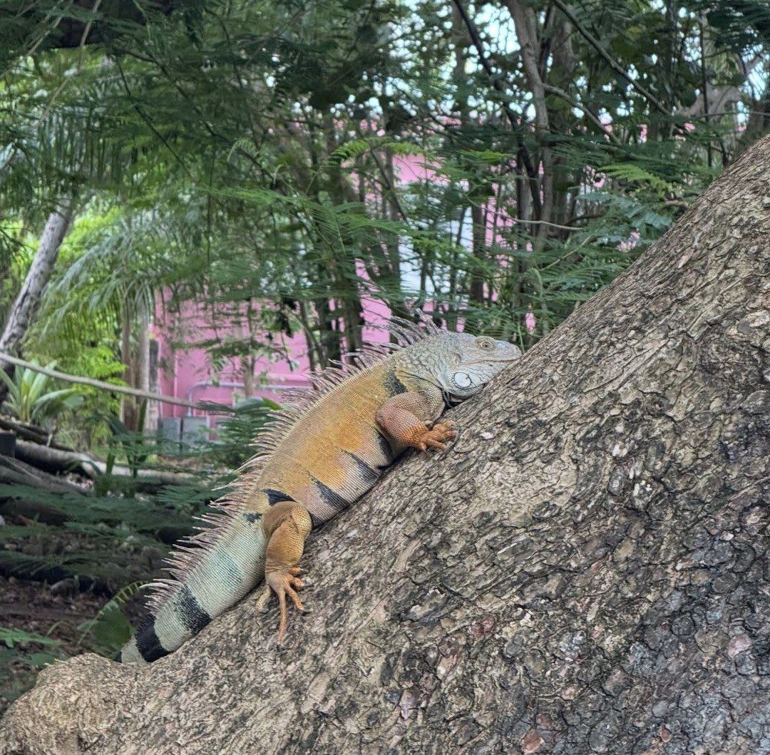 Orange iguana resting on a tree trunk, pink building behind