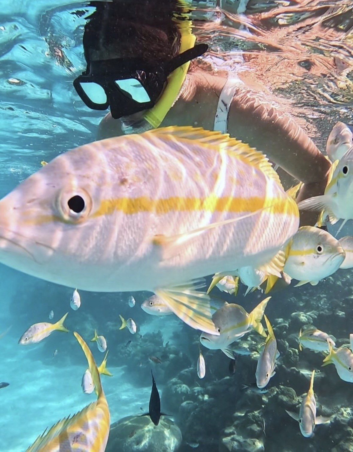 Yellow-striped snapper school near a snorkeler in Icacos Island shallows